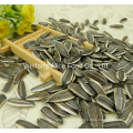 Wholesale New Crop Raw and Roasted Sunflower Seeds Price 361, 363, 5009, 601